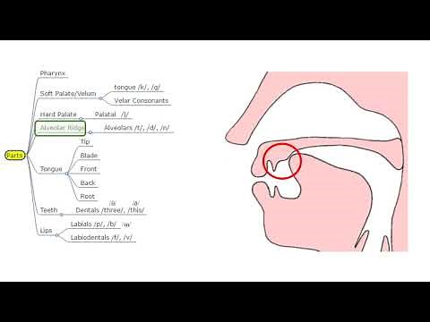 Ch 2 - Phonetics and Phonology - Peter Roach