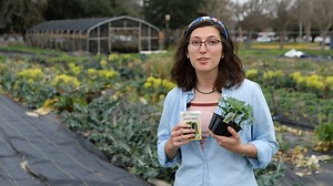Learn how to grow warm-season crops in Louisiana with Isabella Frank, LSU AgCenter extension associate. | LSU AgCenter