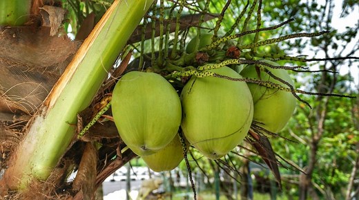How to Make Tuba or Bahalina (Filipino Coconut Wine)
