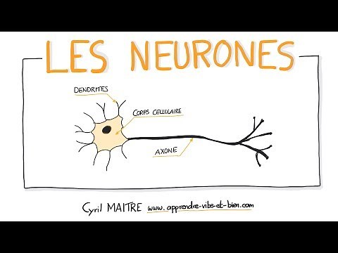 NEUROSCIENCES EN DESSINS : Les neurones