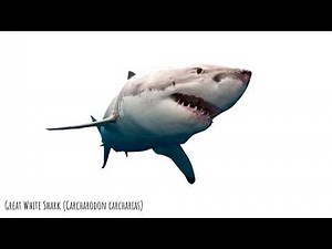 Internal VS External Fertilisation