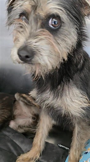 Humane Society of Jefferson County, TN on Reels