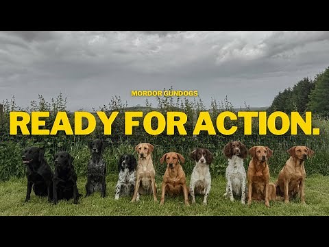 Getting Ready With 10 Dogs To Go Shooting & Hunting