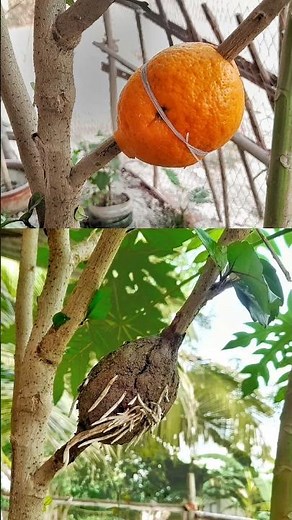 How to Grow Hibiscus Plant Trees by Air layering with These In A Orange