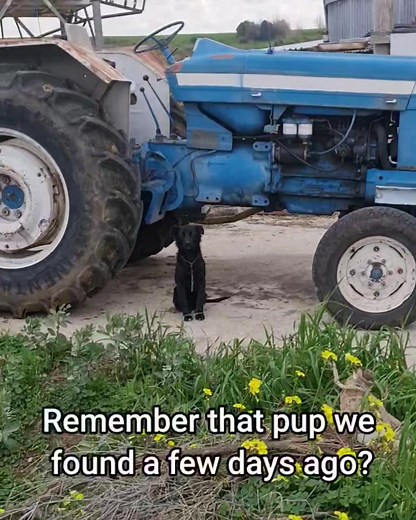 Just one day after we rescued the little black pup which nearly got run over in the street. We found a dog tied to a chain..In the exact same spot.. Are they related? What do you think? :) Μόλις μια μέρα μετά τη διάσωση του μικρού μαύρου κουταβιού που παραλίγο να πατήσει στο δρόμο. Βρήκαμε έναν σκύλο δεμένο σε μια αλυσίδα... στο ίδιο ακριβώς σημείο... Τι κάναμε λοιπόν; :) Είναι συγγενείς; | 2nd Chance Dogs