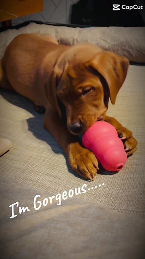 Getting a bit full of himself…. #redfoxlabrador #redfox #labrador #redfoxlabpuppy #puppytraining