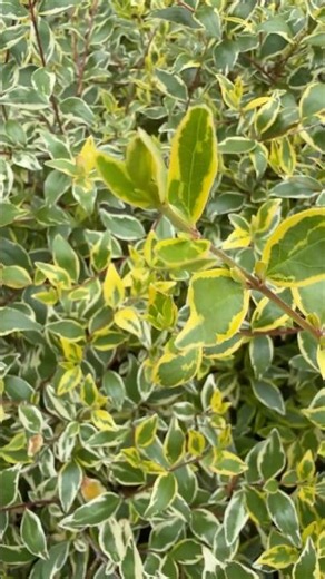Enchanting Abelia Plant 🎶🌿 #gardenshorts