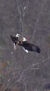 🦅 The Spectacular Spiral Courtship of Bald Eagles 🦅 High above forests, rivers, and lakes, bald eagles perform one of nature’s most breathtaking courtship rituals — the spiral dive. When two eagles bond, they climb thousands of metres into the sky, lock talons mid-air, and begin a dramatic, corkscrewing free-fall toward the ground. For several heart-stopping seconds, they tumble together in perfect synchrony before releasing at the last possible moment and soaring apart. It’s a powerful displa
