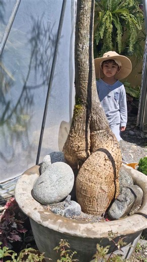 Brachychiton rupestris . . . #livinggiftsnursery #latrinidadbenguet #benguet #beyondbaguio #salatrinidad #baguio #sidetrip #latrinidad #travelph #wheninlatrinidad #wheninbenguet #cactuslandscape #cactusgarden #cactuslover #agritourism #beautifulphilippines #cactusmagazine #cactusph #succulentsph #cactusphilippines #succulentphilippines #houseplantcommunity #plantita #plantito | Living Gifts Nursery
