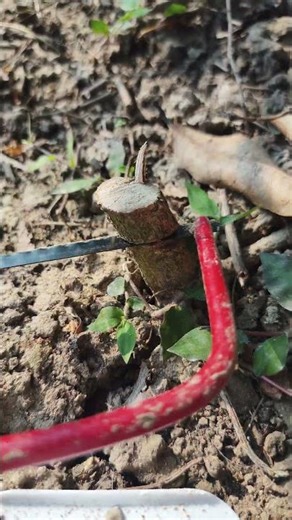 Skill-Based Tree Cutting