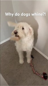 Why Dogs Whine When Excited (Todd Does This Daily 😅)