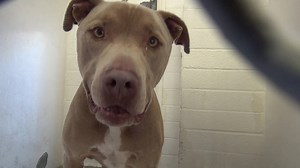 36K views · 708 reactions | CAN GO HOME TODAY!! Scored a perfect A...