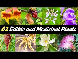 Southeast Foraging Guide: 62 Edible and Medicinal Plants