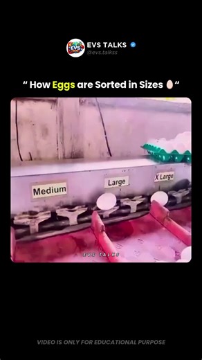 Egg Sizing Machine: Insane Accuracy Revealed