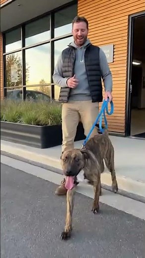 Shelter Dogs Realising They're About To Be Adopted! These Pups Finally Find Their Person!