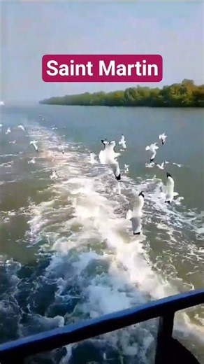 Beautiful Seagulls Following Boat Wake | Serene River Cruise View