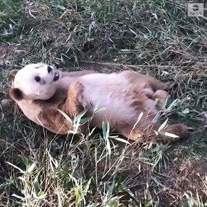 Researchers at a breeding center in China's Shaanxi Province held a ceremony to celebrate the adoption of the world's only captive brown giant panda, Qi Zai. https://abcn.ws/337UqjB | ABC News