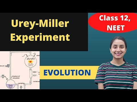 Miller's Experiment | Class 12 | Evolution