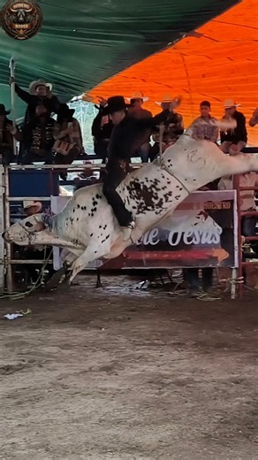 🐂 El Toro No dió Tregua 😱 #destructores #jaripeo #toros #rodeo #reyesdelrodeo
