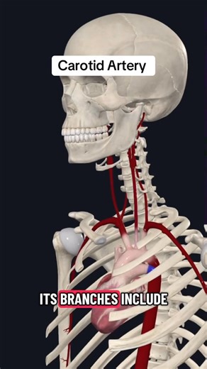 #humanbody #aiart #sciencetok #anatomy #health | Sary