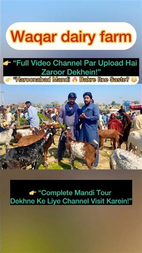 Haroonabad Mandi 2026 🔥 Desi Makhni Cheeni Bakre | Qurbani Rates Update