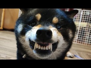 怒る柴犬!!怖い顔してるがどんだけ怒っているのか検証してみた【黒柴犬】【豆柴】【shiba inu】