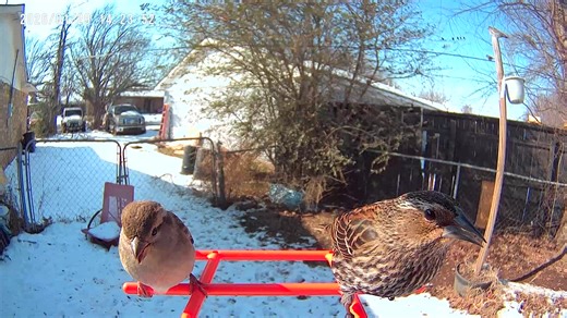Right bird Red-winged Blackbird (female) feeding at the backyard feeder in Southern Oklahoma. A common winter visitor, identified by its streaked brown plumage and subtle orange shoulder patch. Left bird House Sparrow perched at the backyard feeder in Southern Oklahoma. A very common year-round resident, often seen in small groups around feeders and human structures. #Birdtok #bird #birdsoftiktok #birdwatching #birds