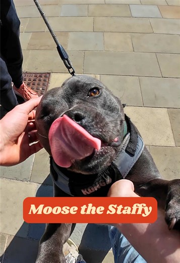 Meet Moose: The Blue Staffy with Amazing Traits