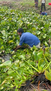 20K views · 109 reactions | Bengali net fishing | MRL HD | Facebook