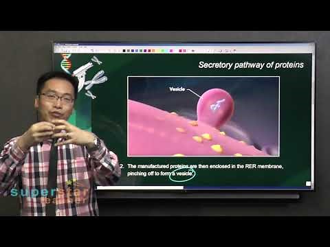 S3 Biology: Secretory Pathway of Proteins