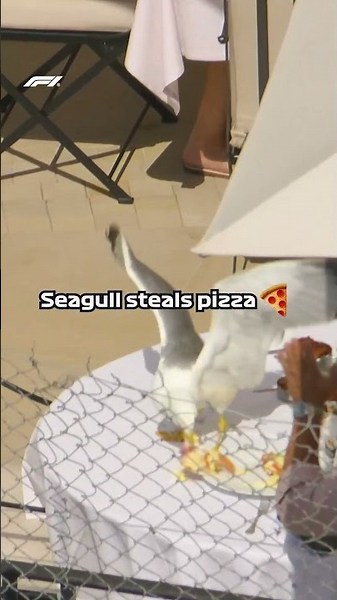 Reflexes As Good As An F1 Driver! 🤣🍕