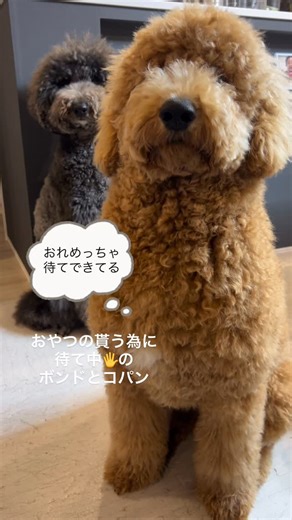 ABC brothers on Instagram: "おやつ欲しさに待て🖐️を頑張るコパンがズル過ぎた🤣www 我慢しきれず、ちょっとずつ前に前にと動てくるコパンwww ちょっと動いては、、 『おれ動いてへんで！』 といちいち知らんって顔する😂 こんな知恵あるなら、普通に待て！すればいいのに、、😂 ちなみにコパンシャンプー🧴🫧したので さらにモフモフです🤣www #だるまさんがころんだですか？ #大阪でいう坊さんが屁をこいた？ #ちょっとずつ前進 #しれーっとしてた #スタンダードプードル7ヶ月パピー"