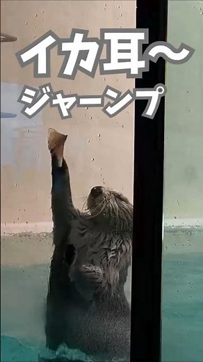 かわいい✨イカ耳ジャンプ✨ 【鳥羽水族館】ラッコ 2026