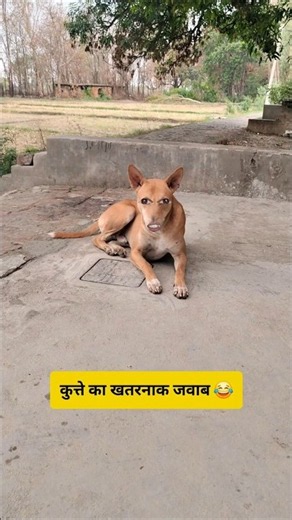 कुत्ते का खतरनाक जवाब #funny #thetharpuns #aalupyajjoke #comedy