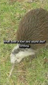 What does a Kiwi Bird sound like??