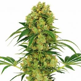 Big Bud Feminized Seeds For Sale | Buy Online >>> ILGM