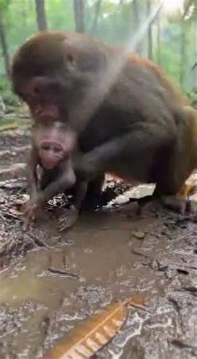 The filmer stumbles upon a python constricting a deer. As the camera moves closer,