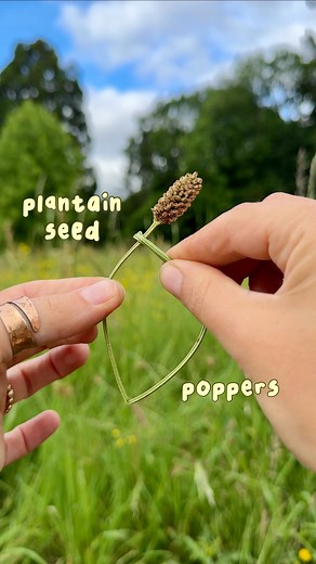 Fern Freud 🌿 on Instagram: "I am genuinely concerned that kids don’t know about this anymore?! 😂 Recently at my foraging workshops, I’ve had a few little ones eyes light UP when I (very unprofessionally) took aim and sent a stealthy flying plantain seed their way! I LOVED this game when I was a kid! We would make zones with sticks and see who could get their plantain in the highest scoring zone! Daisy chains and plantain poppers could fill endless hours. Did you ever play with pl