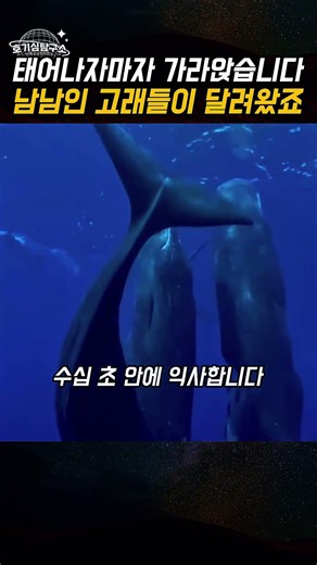 피 한 방울도 안 섞인 고래들이 달려온 이유, 향유고래