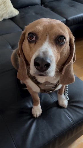 Those big brown eyes with the sweetest look 🤎 #beaglesofinstagram #beagle #browneyes #dog #dogsofinstagram