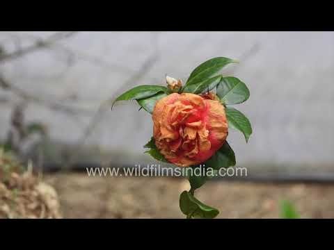 In a Himalayan garden vibrant Poppy anemones, blue tulips, and Camellias are in bloom.