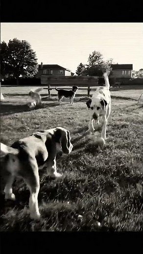 Dog Park Games: The Ultimate Challenge