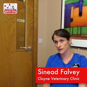 ***Maxi Zoo Expert Advice - Pets during the warm season*** We are launching our new series of expert advice videos in collaboration with Cloyne Veterinary Clinic. In this video you can learn more about proper care for pets during the summer season. *How does a dog decrease it´s body temperature? *What can we do to help them to cool down? *Should we change their nutrition during the warm season? If you liked this video, why not share it with other pet owners? :) | MAXI ZOO IRELAND