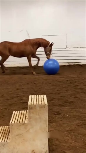 Hilarious Horse Fails That Will Make You Laugh