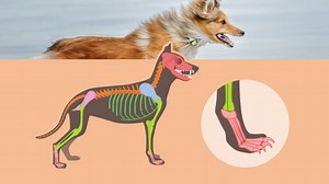 Der Hund – Körperbau eines Jägers | sofatutor.com