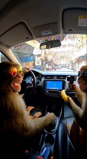 “Monkeys Driving a Car in the Market?! 😳🐒🚗 | Dashcam Caught Everything!”