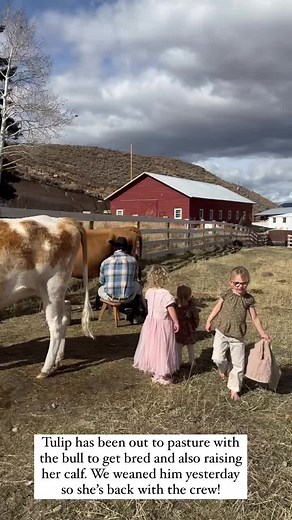 Update on our milking cows! 🐄🤎🩷