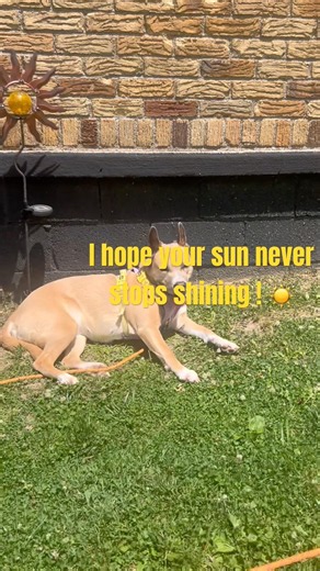 Mylah & Tavia #subscribe #fyp #vlog #trending #shortsvideo #dogshorts #doglife #relaxingmusic #412