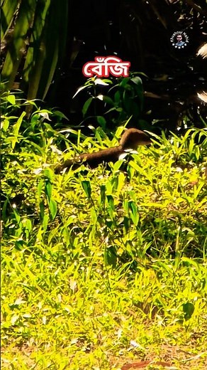 বেঁজি মুরগি ধরতে এসেছে 💀😱 #shorts #viralshorts #viralmusic #ভাইরালমিউজিক #Khushnur Nahid