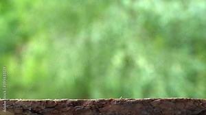 Closeup view 4k video of real tree trunk isolated on green blurry natural leaves bokeh background.